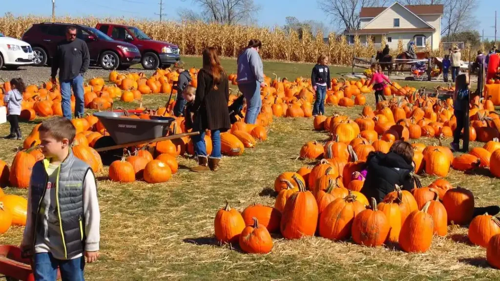 Planning Your Pumpkin Picking Visit