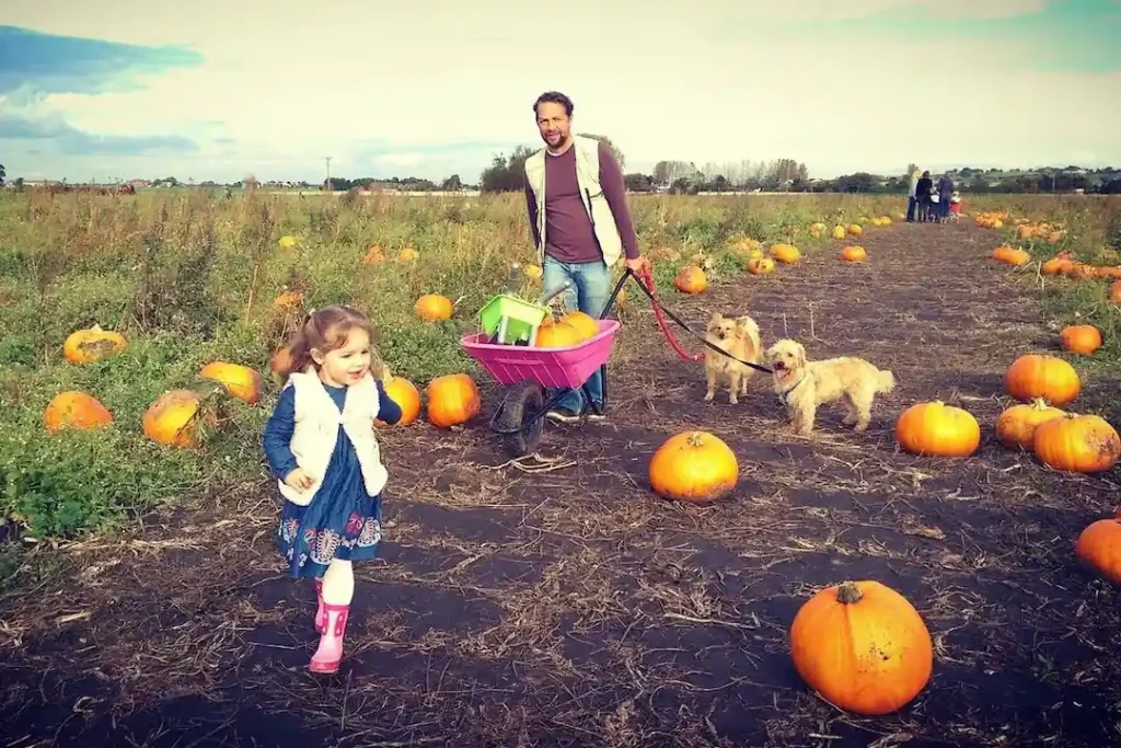 Pumpkin Picking Liverpool